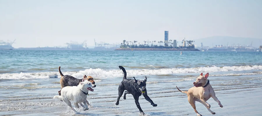 The Best Dog Beaches in the U.S.